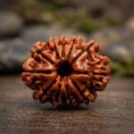 11 Mukhi Lab Tested Certified Rudraksha