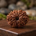 12 Mukhi Lab Tested Certified Rudraksha