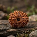 13 Mukhi Lab Tested Certified Rudraksha